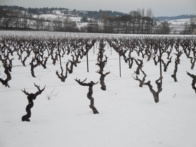 Neige à Combaillaux : des vignes enneigées !