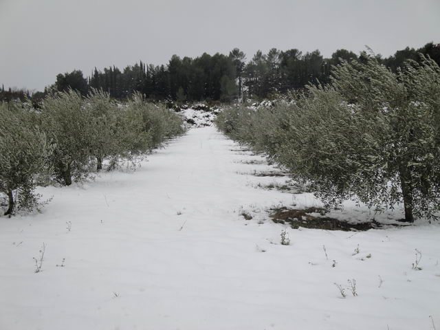 Neige à Combaillaux : oliviers sous la neige.