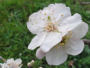 Jolie fleur du printemps 2016