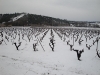 Combaillaux sous la neige :vignes